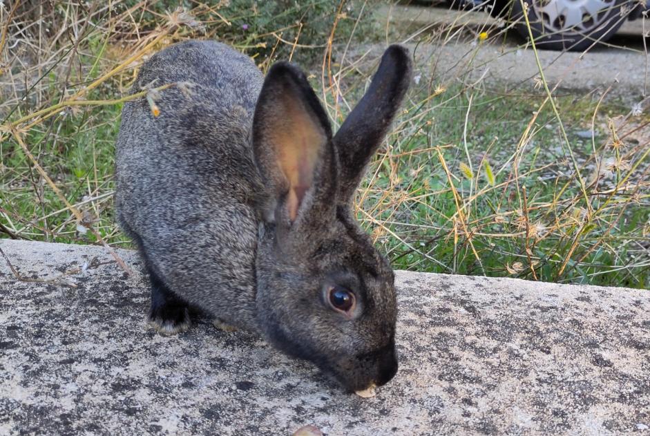 Alerta de Hallazgo Conejo Desconocido Avignon Francia