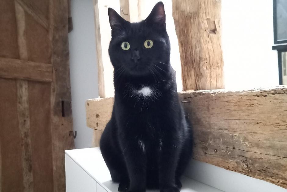 Alerta de Desaparición Gato Macho , 3 años Saint-Martin-du-Bois Francia