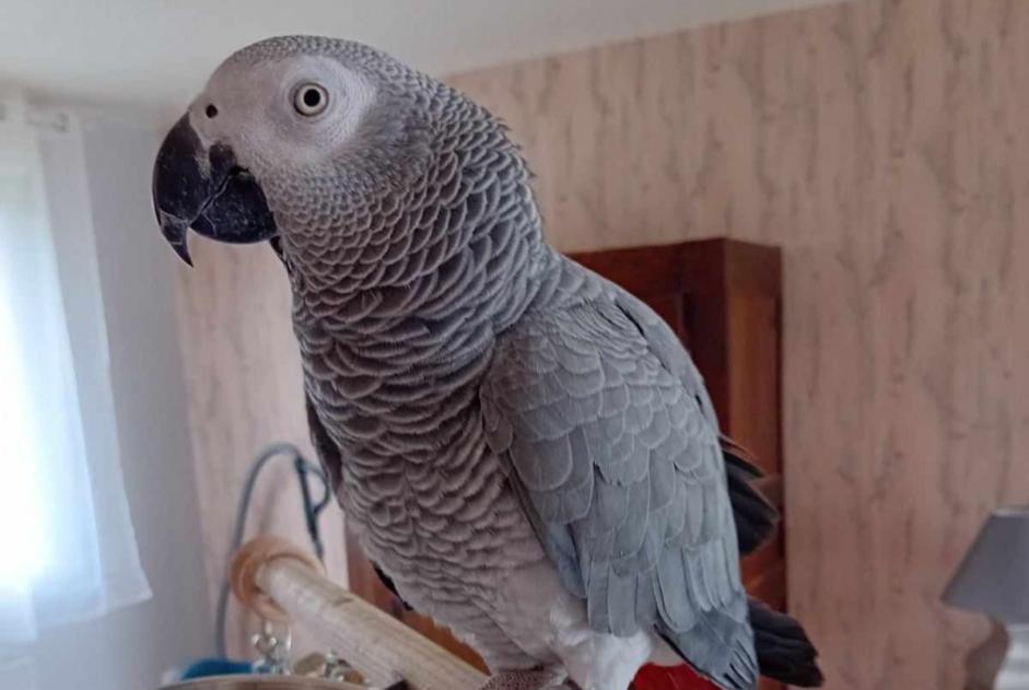 Alerta de Desaparición Otros perroquet gris du Gabon Hembra , 2024 años Cléden-Cap-Sizun Francia