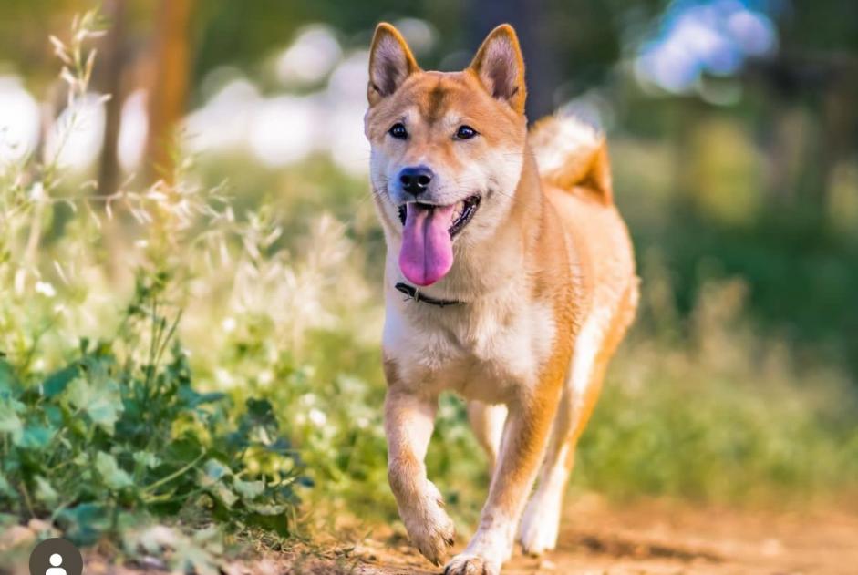 Alerta de Desaparición Perro  Hembra , 3 años Bordeaux Francia