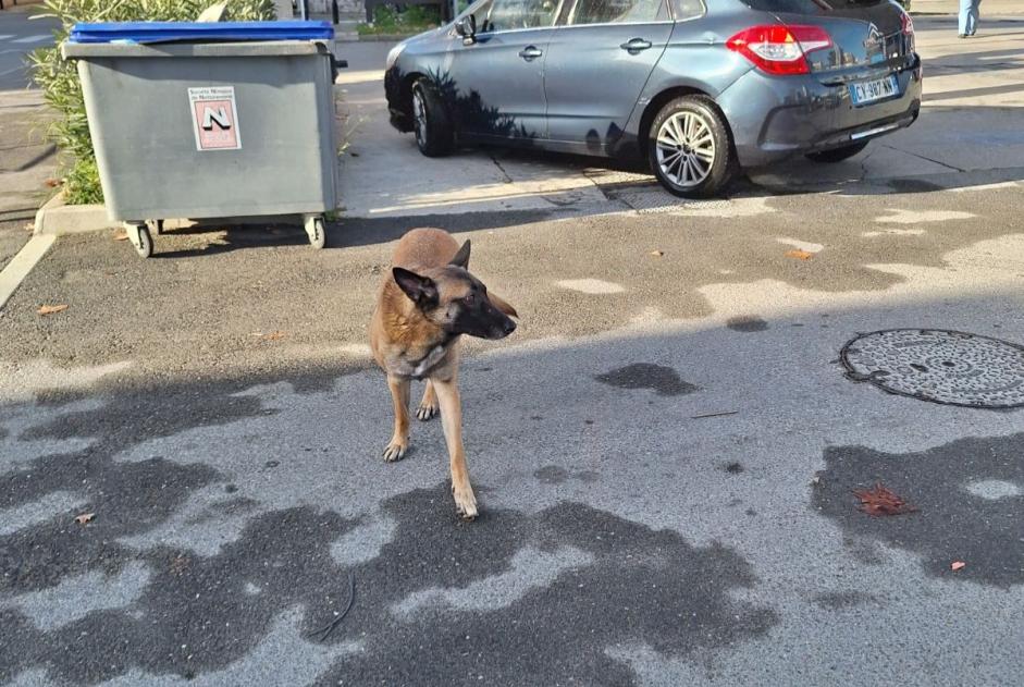 Alerta de Hallazgo Perro  Macho Nîmes Francia