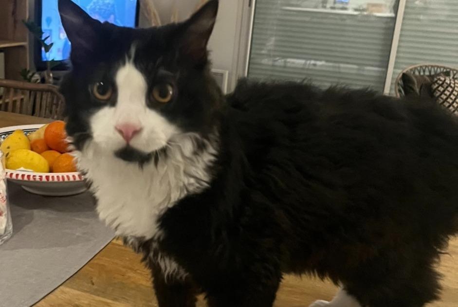 Alerte Disparition Chat Mâle , 1 ans Libourne France