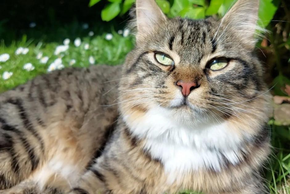 Alerte Disparition Chat Mâle , 1 ans Flers France