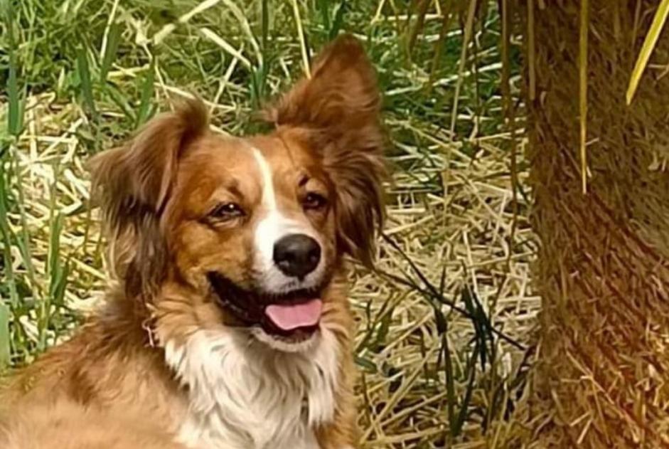 Alerte Disparition Chien croisement Femelle , 6 ans Saint-Étienne-de-Serre France