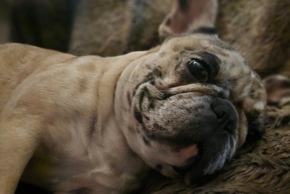 Avviso scomparsa Cane  Femmina , 1 anni Carpentras Francia