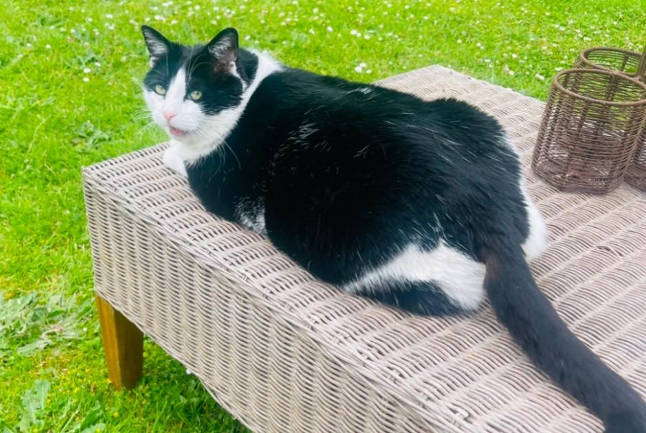 Alerta desaparecimento Gato Fêmea , 55 anos Saint-Julien-les-Rosiers France